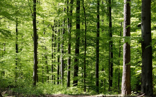 V lesích přibývá listnáčů, snáší lépe sucho
