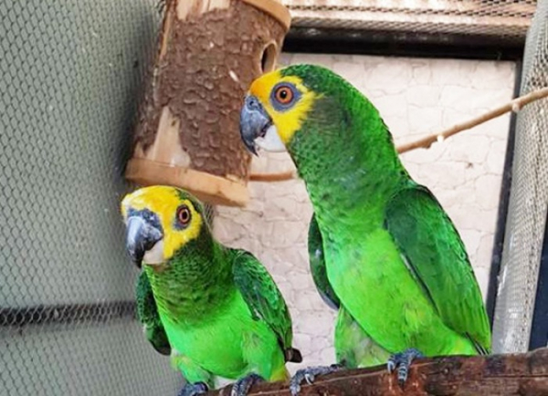 Ptačí rarita na EXOTĚ Olomouc 2018: poprvé na světě vystaví africké vysokohorské papoušky žlutočelé