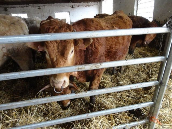 Zvířata na Šumpersku umírala hladem, chovatelce skotu hrozí dvouletý trest odnětí svobody