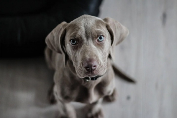 Novela veterinárního zákona: Až 50 tisíc za psa bez čipu