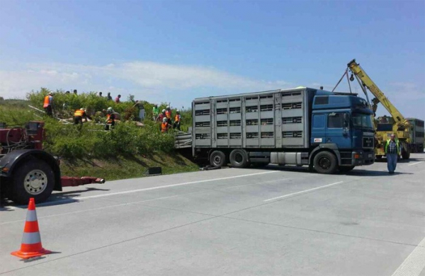 Kamion převážející prasata blokoval D1