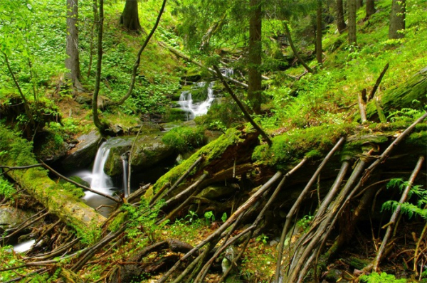 Olomoucký kraj také letos podpoří hospodaření v lesích