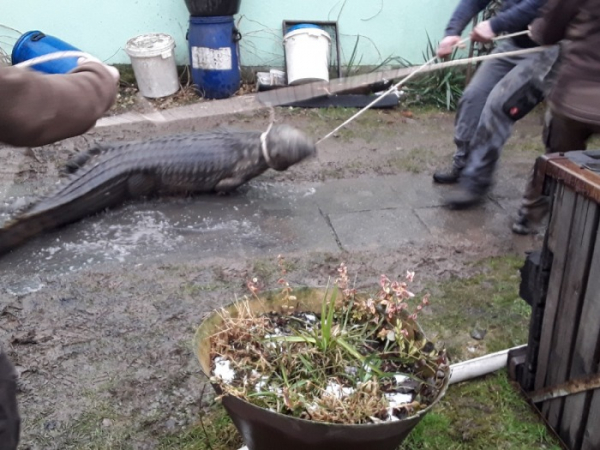Při hašení zahradního domku na Šumpersku překvapil hasiče třímetrový krokodýl
