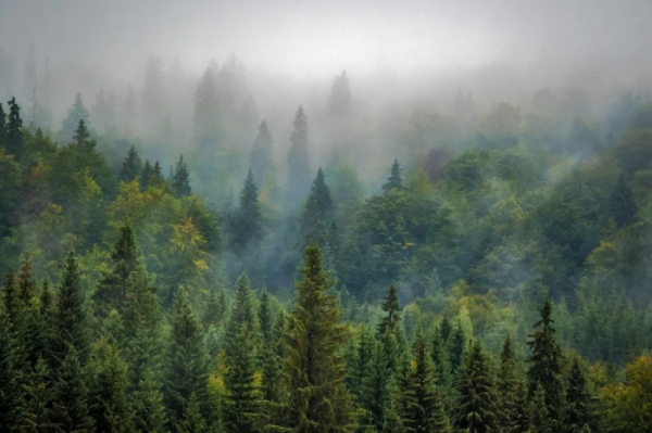 Lesy v jesenických NPR: zásahy proti kůrovci jen někde a za přísných podmínek