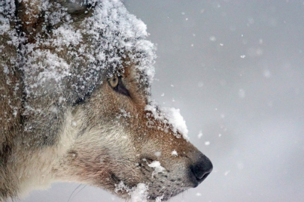 Na jižním okraji katastrálního území Olšany u Prostějova byl nalezen mrtvý vlk