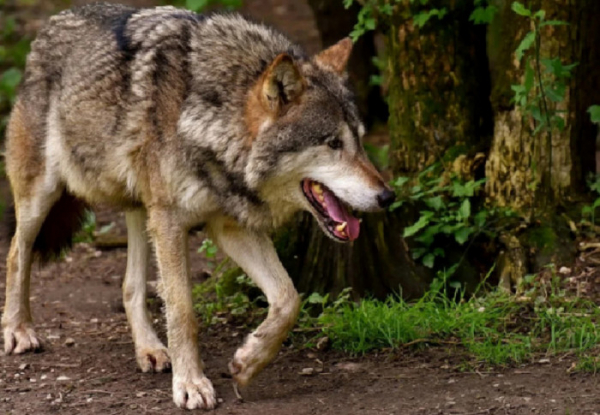 Agentura ochrany přírody a krajiny: DNA odhaluje cestu alpského vlka na Moravu