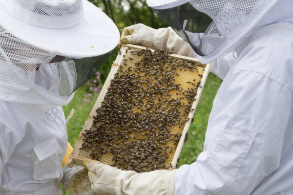 V Olomouckém kraji požádalo o podporu téměř osm desítek včelařů
