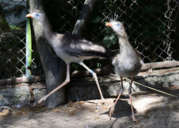 V olomoucké zoo se návštěvníkům představuje poslední žijící HRŮZOPTÁK z Jižní Ameriky