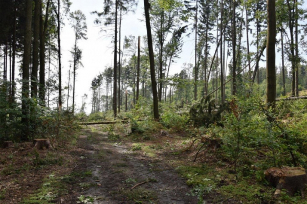 Olomoucký kraj finančně podpoří obnovu poničených lesů
