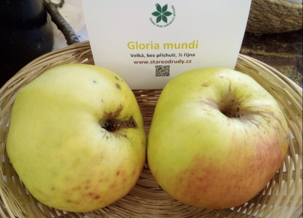ČSOP zahajuje na výstavišti v Olomouci Zemskou výstavu ovoce starých odrůd