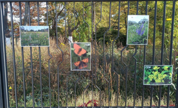 V Olomouci se koná třetí výstava na plotě