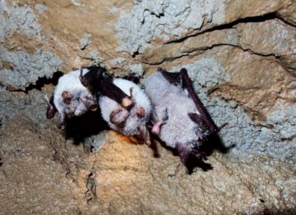 V Javoříčských jeskyních na Olomoucku se budou 25. března 2023 probouzet netopýři