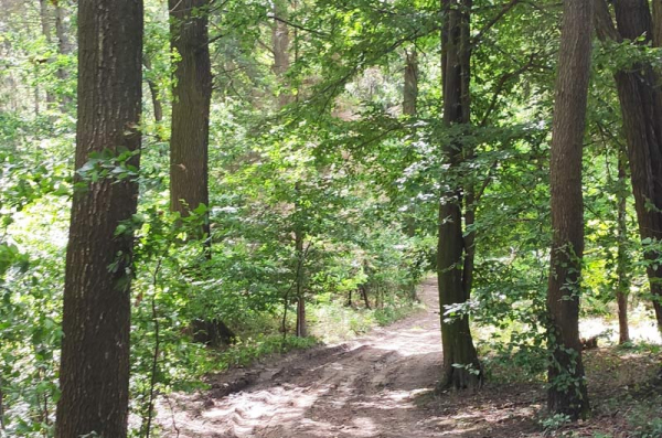 V českých lesích se třetí rok po sobě sází víc listnáčů než jehličnanů