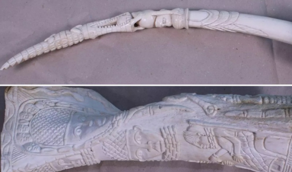 Artefakty ze slonoviny pocházející z druhů přímo ohrožených vyhubením mohou přijít seniora draho
