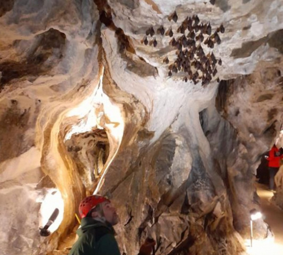 Jeskyně Na Špičáku u Supíkovic zve 18. srpna 2023 na Mezinárodní noc pro netopýry