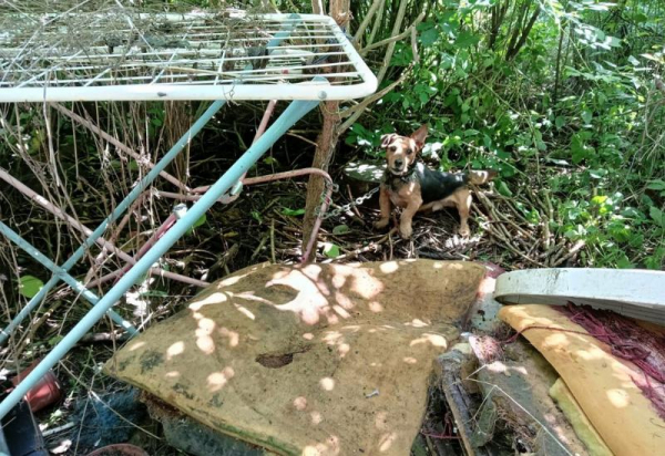 Ze zahrady rodinného domu na Prostějovsku odvezli inspektoři SVS tři týrané psy