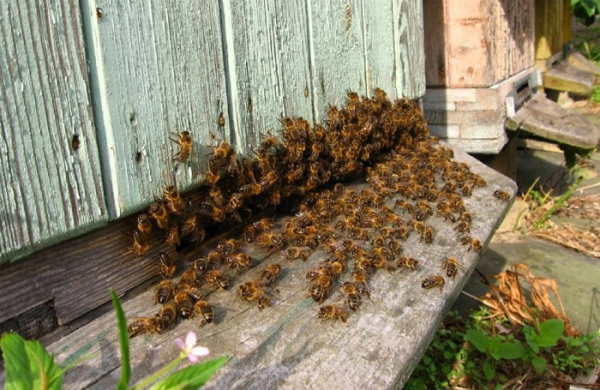 Olomoucký kraj poskytne začínajícím včelařům finanční podporu