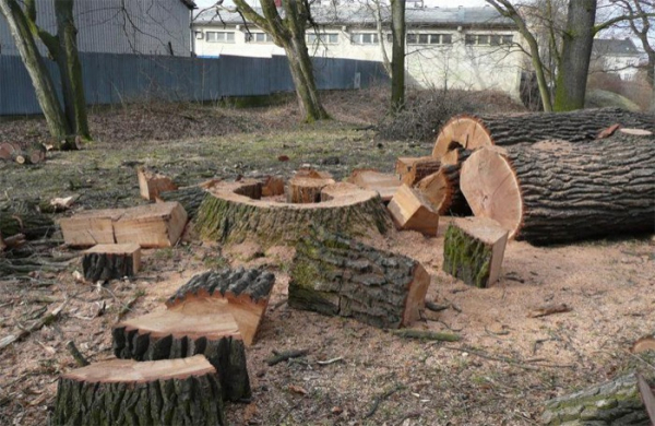 Ke kácení přerovských stromů se budou nově vyjadřovat i občané