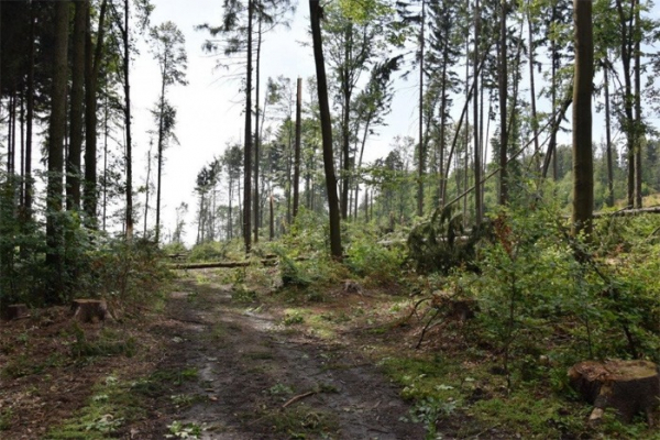 Krajský úřad vydal zákaz vstupu do některých částí lesů